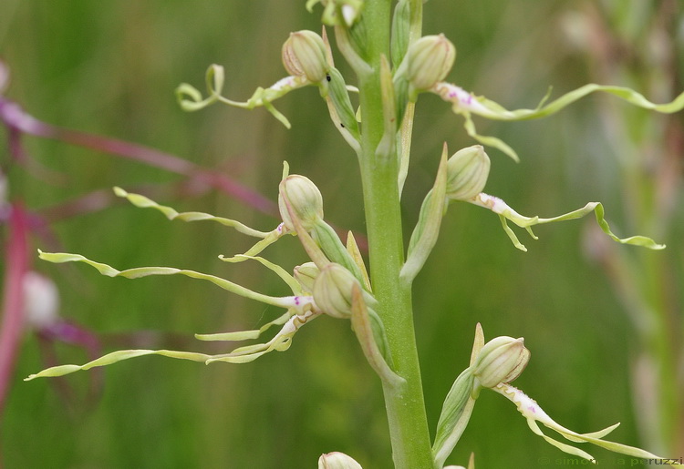 Himantoglossum adriaticum albino